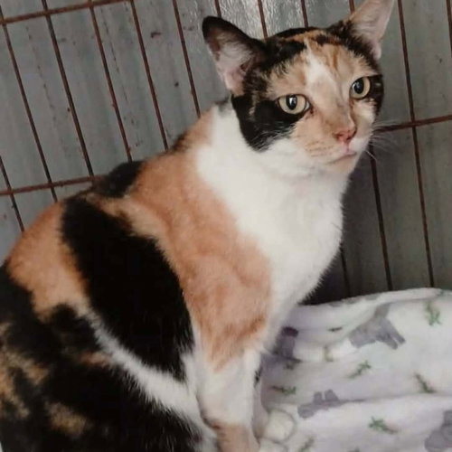 Photo 3 of Prudence #striking-calico