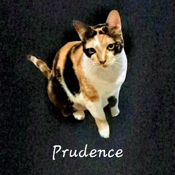 Prudence Striking-Calico - American Shorthair