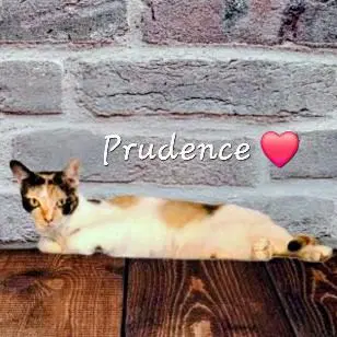 Prudence Striking-Calico image 2