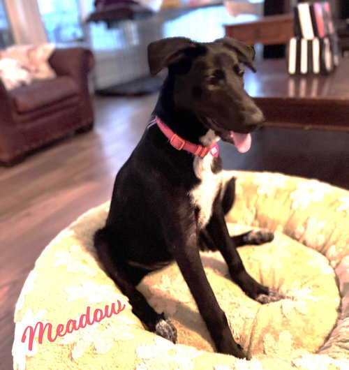 Meadow #happy-go-lucky, an adoptable Border Collie in HOUSTON, TX