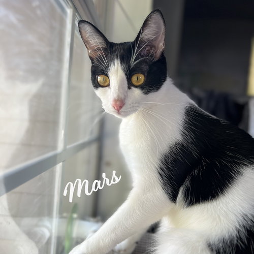 Mars #bonded-to-Neptune, an adoptable Tuxedo in HOUSTON, TX