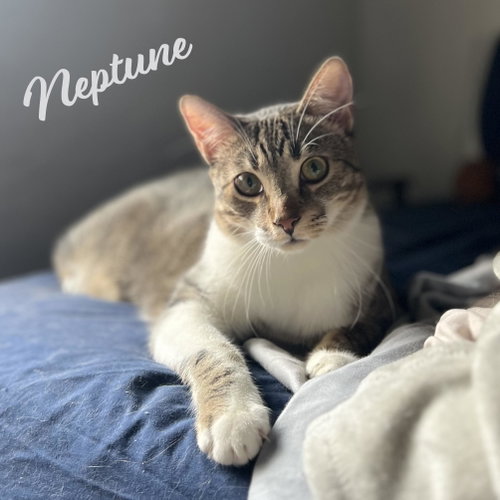 Neptune #bonded-to-Mars, Young Tabby / Domestic Short Hair / Mixed (short coat), cat for adoption in League City, Texas