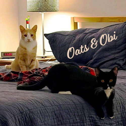 Oats & Obi #bonded-brothers, an adoptable Tuxedo in HOUSTON, TX
