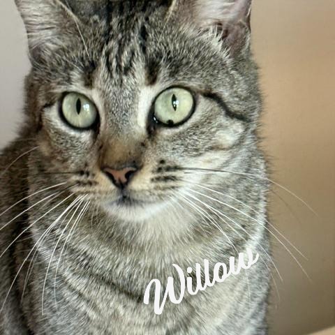 Willow #your-fast-friend, an adoptable Tabby in HOUSTON, TX