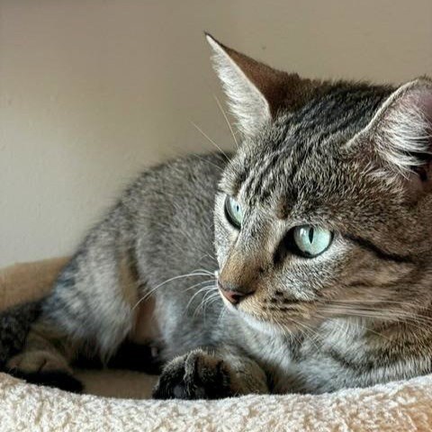 Photo 3 of Willow #your-fast-friend