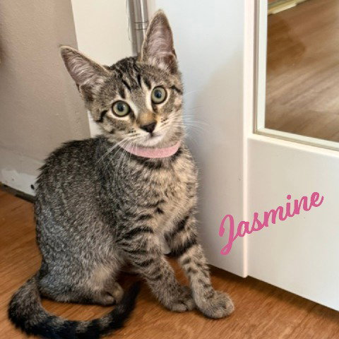 Jasmine #tabby-brigade, Baby Tabby / Domestic Short Hair / Mixed (short coat), cat for adoption in League City, Texas