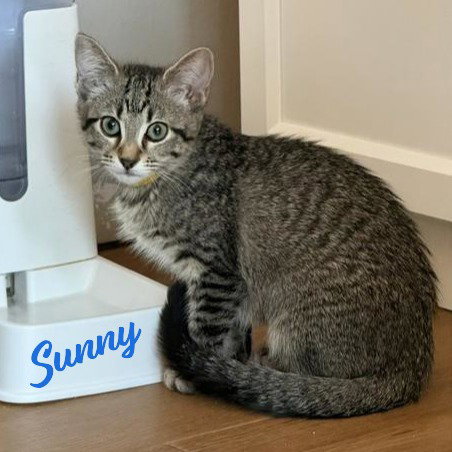 Sunny #tabby-brigade, an adoptable Tabby in HOUSTON, TX