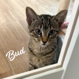 Bud #tabby-brigade, Baby Tabby / Domestic Short Hair / Mixed (short coat), cat for adoption in League City, Texas