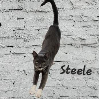 Steele #old-man-big-heart, an adoptable American Shorthair in HOUSTON, TX