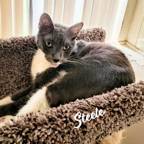 Steele #old-man-big-heart, an adoptable American Shorthair in HOUSTON, TX