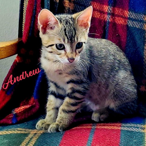 Andrew #winsome-fivesome, an adoptable Tabby in HOUSTON, TX