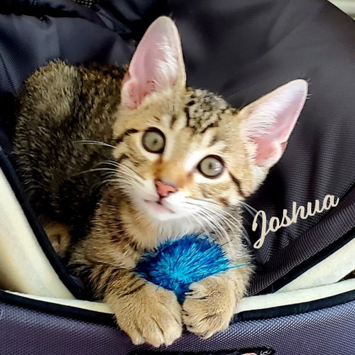 Joshua #winsome-fivesome, an adoptable Tabby in HOUSTON, TX