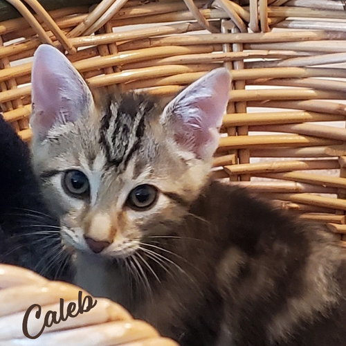 Caleb #winsome-fivesome, an adoptable Tabby in HOUSTON, TX