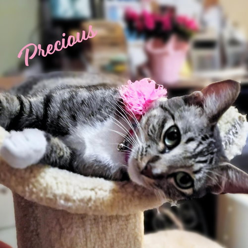 Precious #cutie-pie, Young Tabby / Domestic Short Hair / Mixed (short coat), cat for adoption in League City, Texas