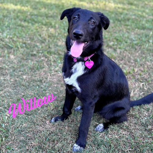Willow #docile-temper, an adoptable Border Collie in HOUSTON, TX