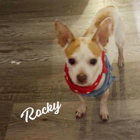 Rocky #pocket-pooch, an adoptable Chihuahua in HOUSTON, TX