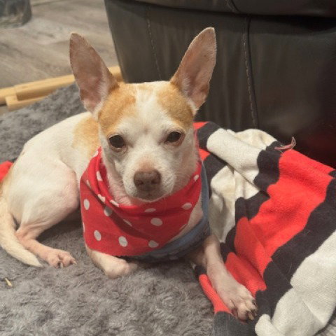 Rocky #pocket-pooch photo 2