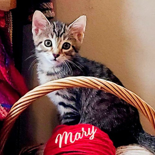 Mary #winsome-fivesome, an adoptable Tabby in HOUSTON, TX