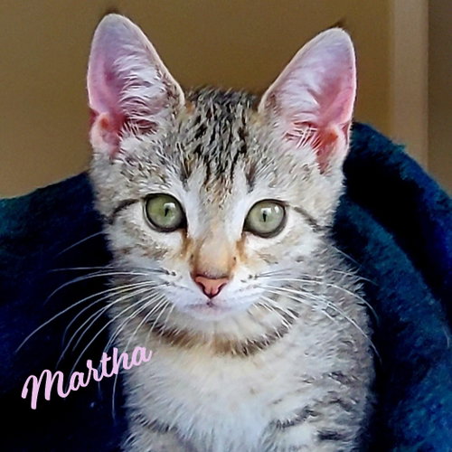 Martha #winsome-fivesome, an adoptable Tabby in HOUSTON, TX