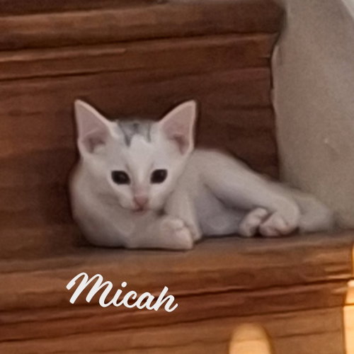 Micah #melts-into-you, an adoptable Turkish Van in HOUSTON, TX
