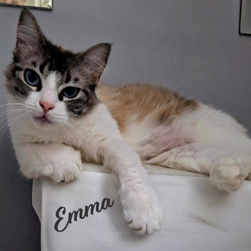 Emma #searching-for-solitude, an adoptable Snowshoe in HOUSTON, TX