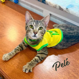 Pelé #World-Cup-champion-snuggler