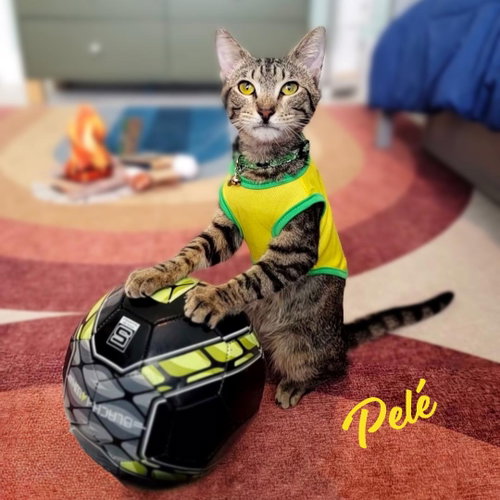 Pelé #World-Cup-champion-snuggler, Baby Domestic Short Hair / Tabby / Mixed (short coat), cat for adoption in League City, Texas