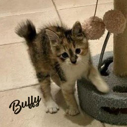 Buffy #vampire-slayer