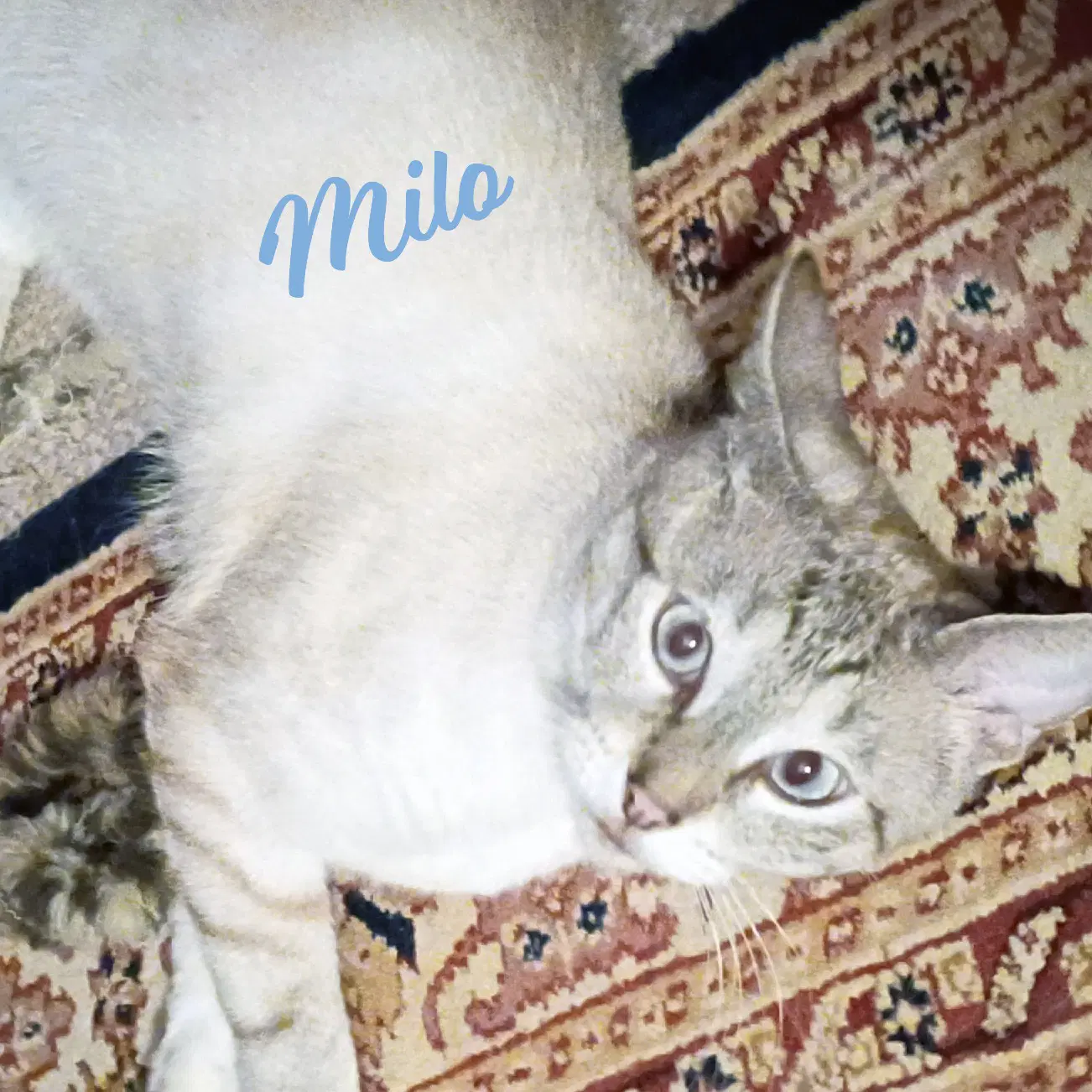 Milo Devotee-Of-People - Siamese