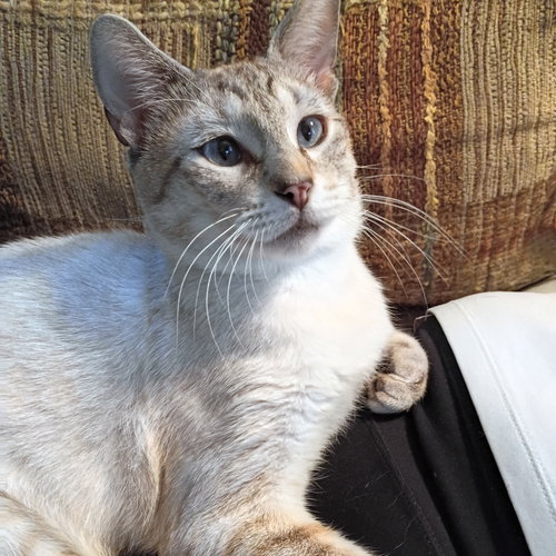 Milo #Devotee-Of-People photo 4