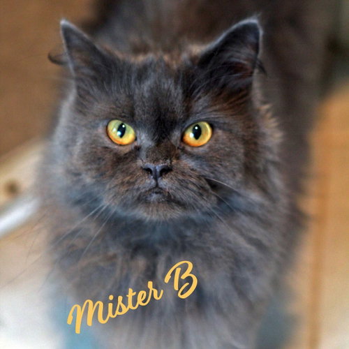 Mr Bigglesworth #reciprocates-love