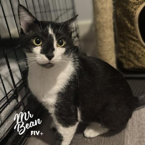 Mr. Bean #retired-dumpster-diver, an adoptable Tuxedo in HOUSTON, TX
