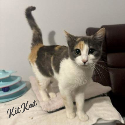Kit Kat #feline-eye-candy