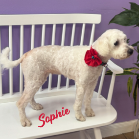 Sophie #ms-congeniality