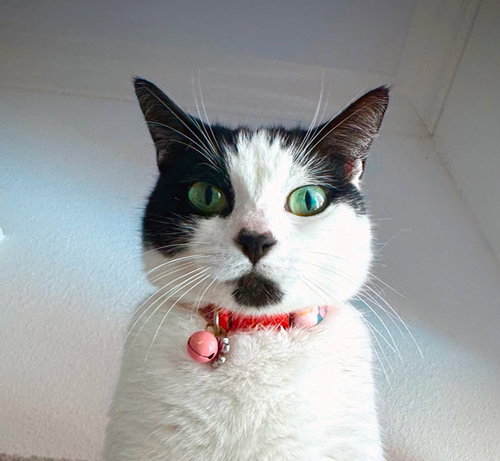 Photo 5 of Minnie Moo #love-machine