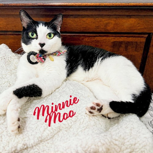 Minnie Moo #love-machine, a cat for adoption from HOMELESS & ORPHANED PETS ENDEAVOR