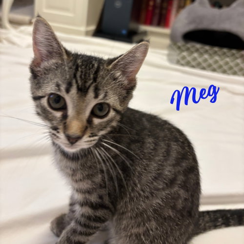 Meg #Little-Women-litter