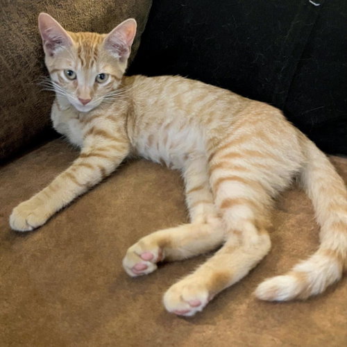 Miso #Japanese-Litter photo 2