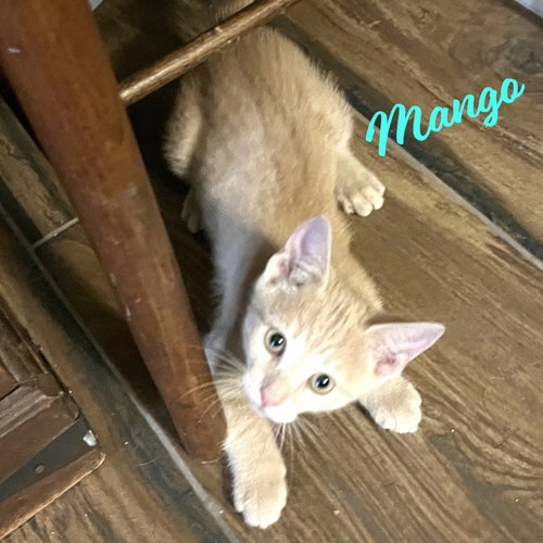 Mango #Japanese-litter