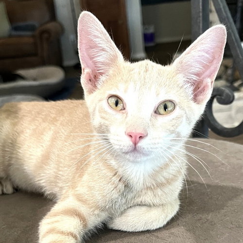 Mango #Japanese-Litter photo 2