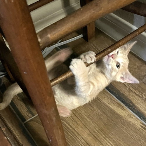 Mango #Japanese-Litter photo 3