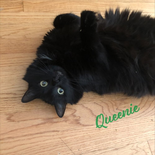 Queenie #lovey-dovey, an adoptable Maine Coon in HOUSTON, TX
