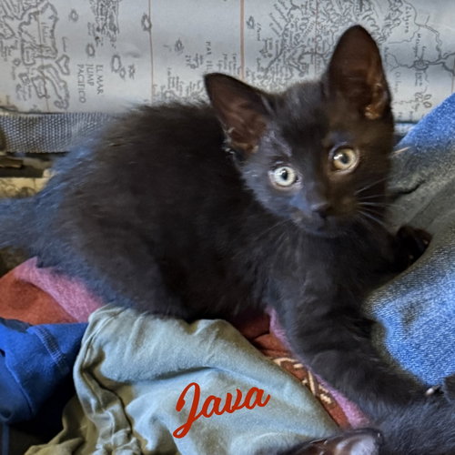 Java #demitasse-trio, an adoptable Bombay in HOUSTON, TX