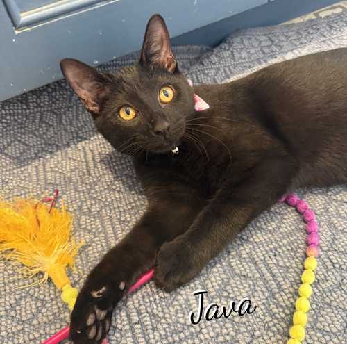 Java #demitasse-trio, a cat for adoption from HOMELESS & ORPHANED PETS ENDEAVOR