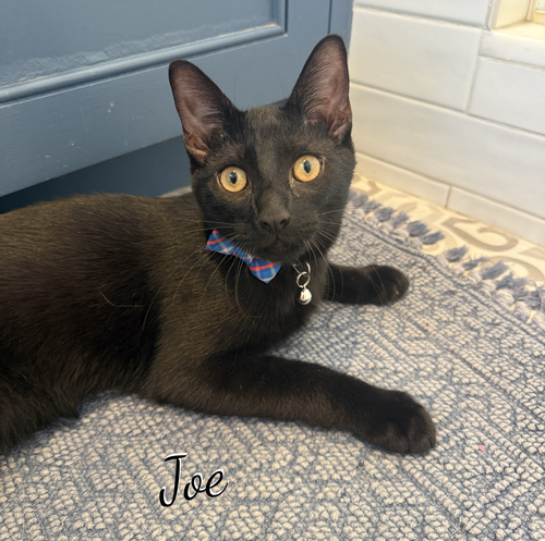 Joe #demitasse-trio, a cat for adoption from HOMELESS & ORPHANED PETS ENDEAVOR