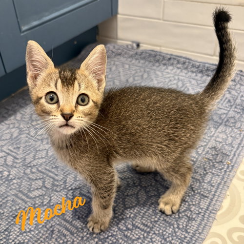 Mocha #demitasse-trio, an adoptable Abyssinian in HOUSTON, TX