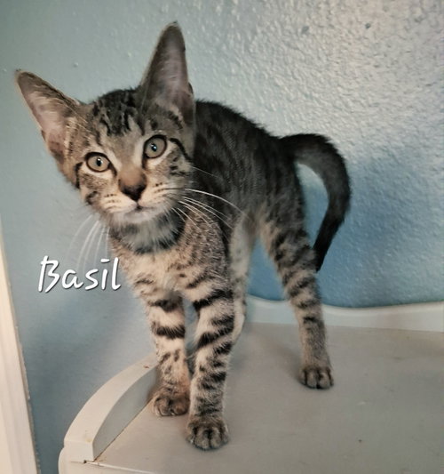 Basil #mr-charming, an adoptable Tabby in HOUSTON, TX