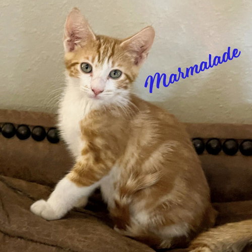 Marmalade #Heights-quintet, an adoptable Tabby in HOUSTON, TX