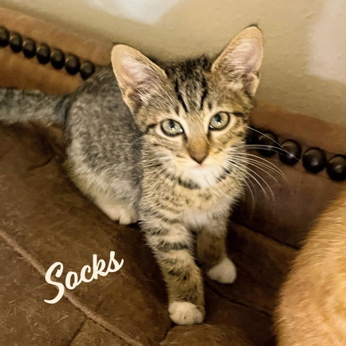 Socks #Heights-quintet, an adoptable Tabby in HOUSTON, TX