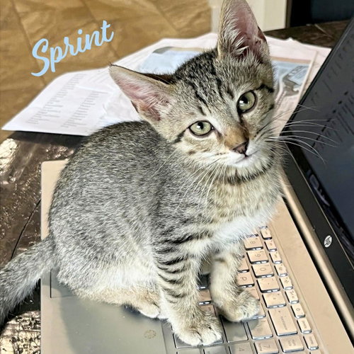 Sprint #Heights-quintet, an adoptable Tabby in HOUSTON, TX
